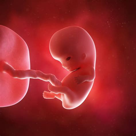 feto masculino de 3 meses
